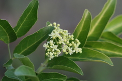 Clausena indica